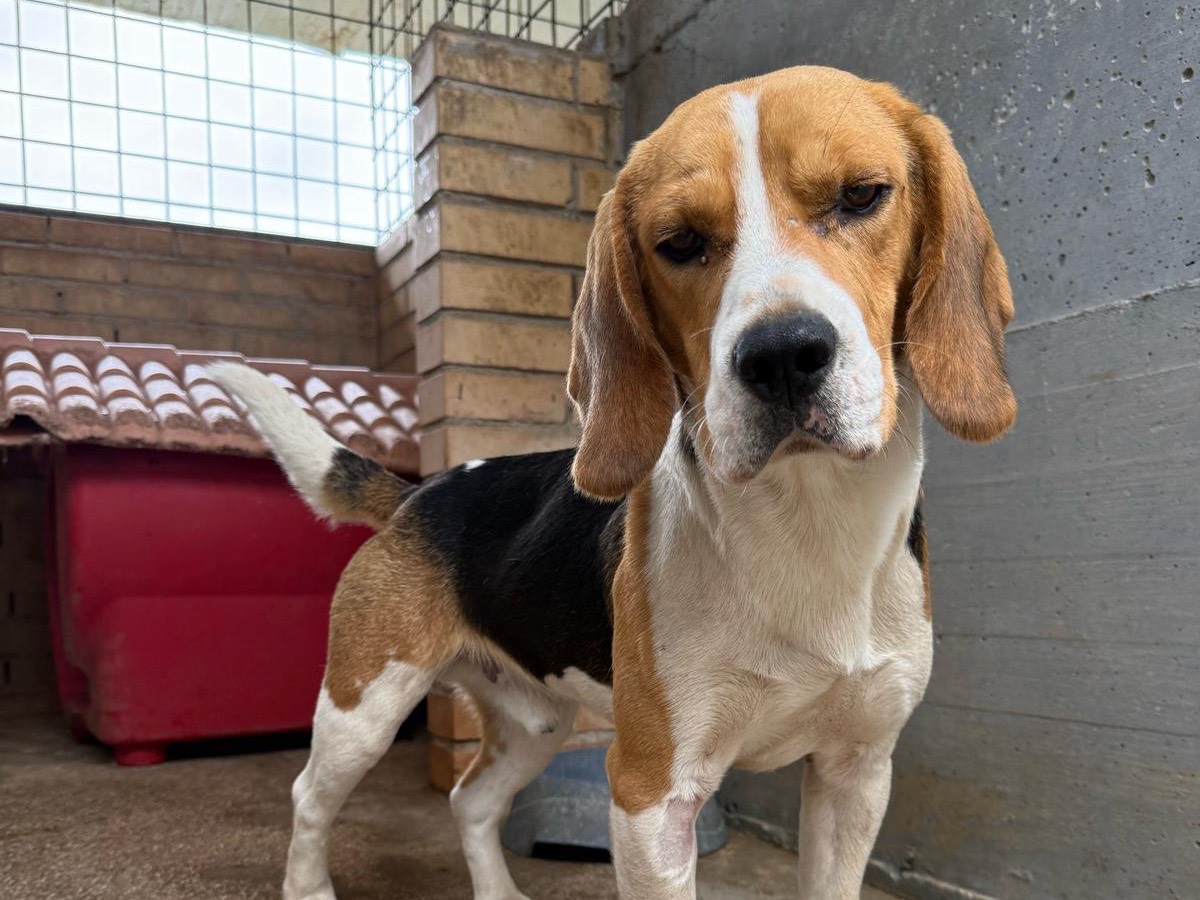 Adotta un cane, maschio, 2 anni  e 2 mesi , Foggia