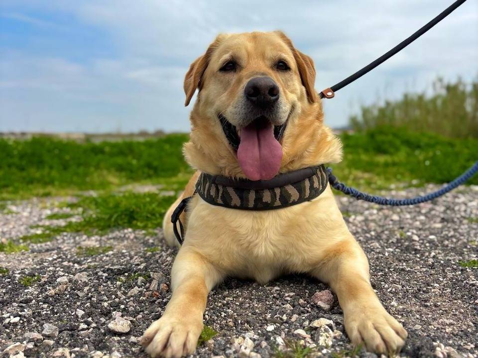 Foto dell'animale