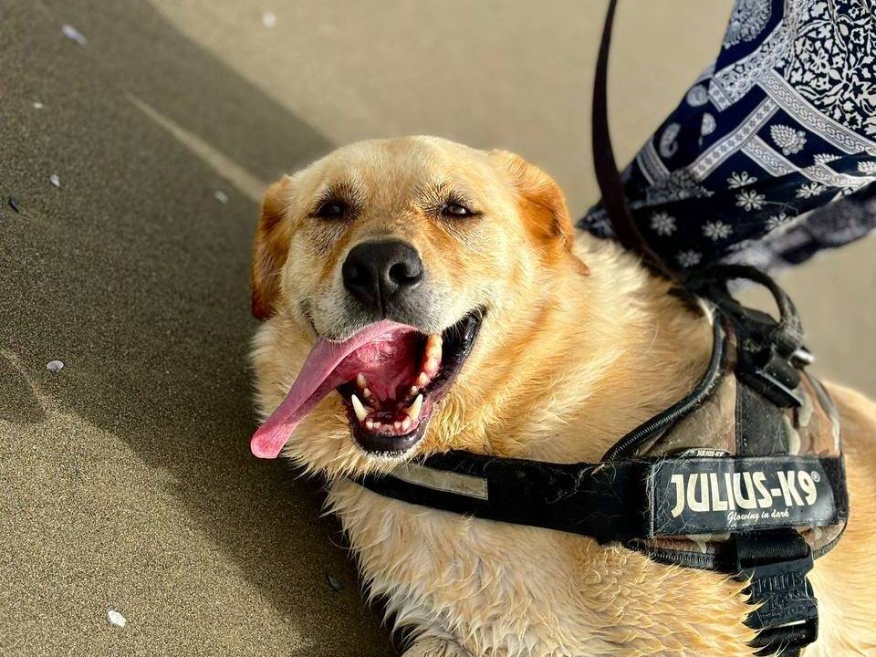 Adotta un cane, maschio, 6 anni  e 3 mesi , Napoli