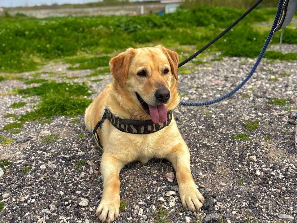 Adotta un cane, taglia grande, maschio, Napoli