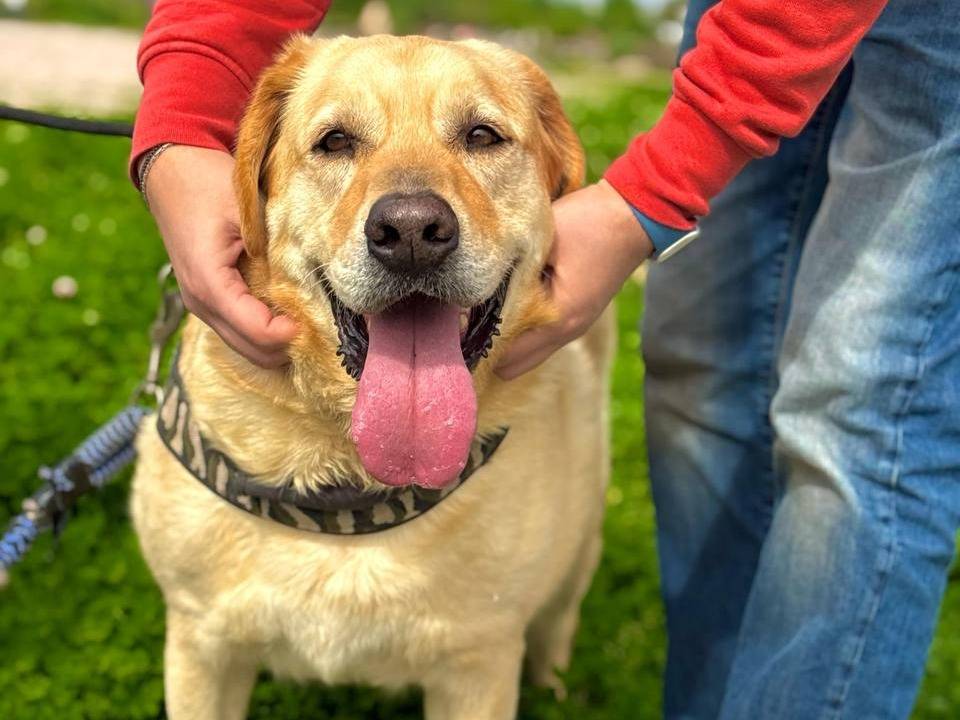 Vuoi adottare un cane a Napoli?
