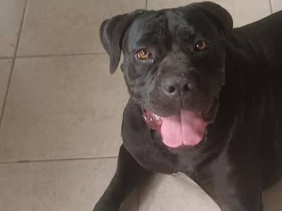 Adotta un cane, maschio, 4 anni , Milano