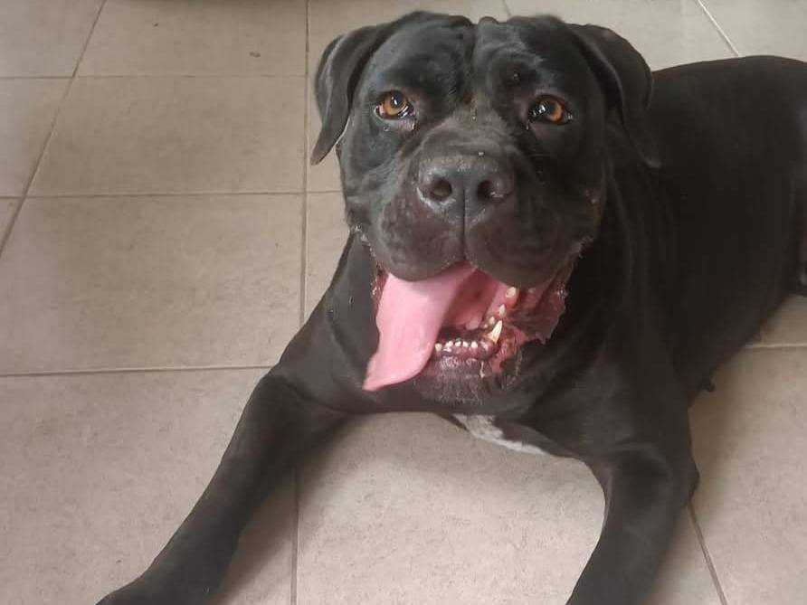 Adotta un cane, taglia gigante, maschio, Milano