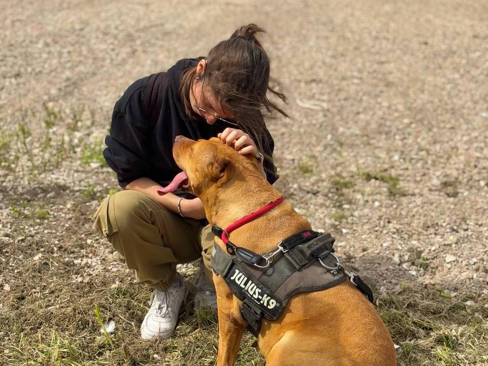 Adotta un cane, femmina, 9 anni  e 10 mesi , Napoli