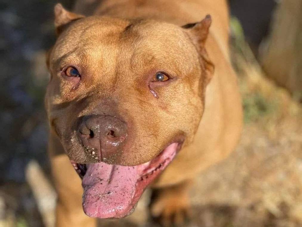 Adotta un cane, taglia grande, femmina, Napoli