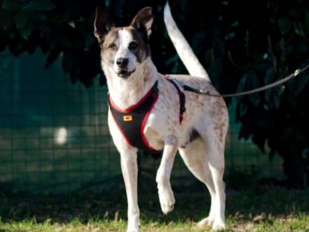 Adotta un cane, maschio, 9 anni , Milano