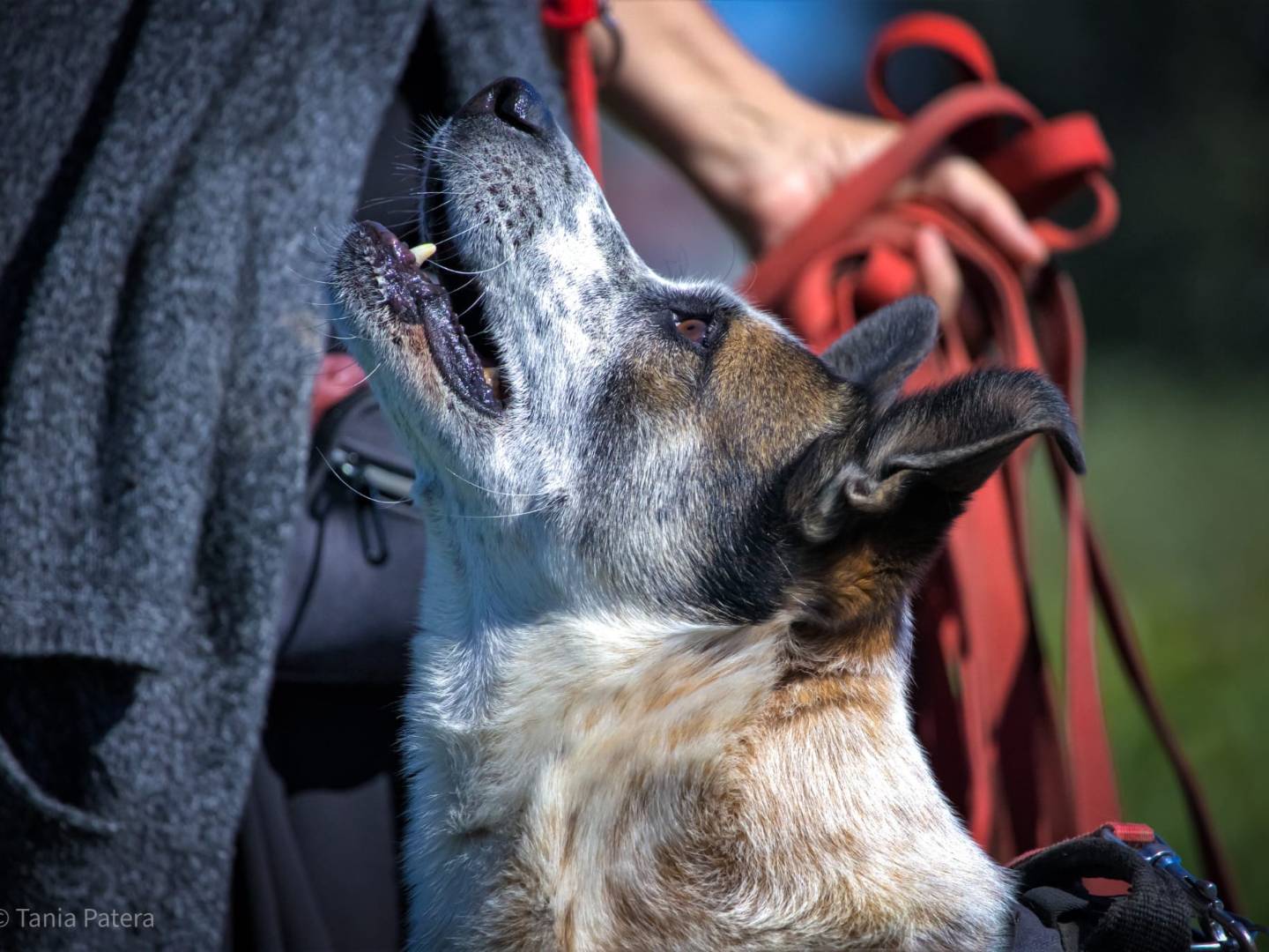 Adotta un cane, taglia media, maschio, Milano