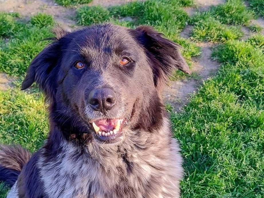 Adotta un cane, taglia media, femmina, Milano
