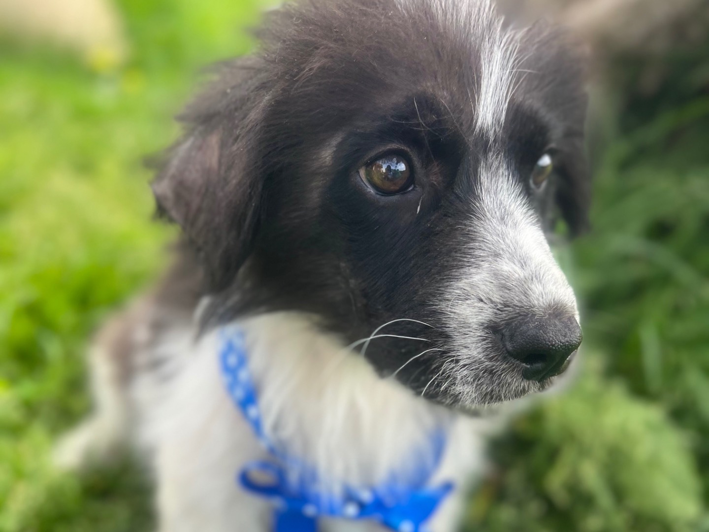 Adotta un cane, maschio, 4 mesi, Siracusa