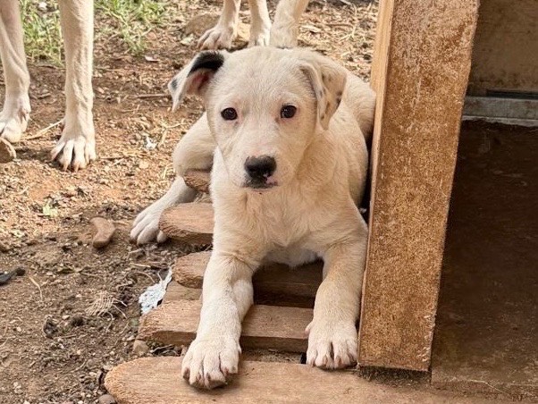 Adozione cane, femmina, Razza sconosciuta Razza sconosciuta, 3 mesi, taglia media, Cosenza