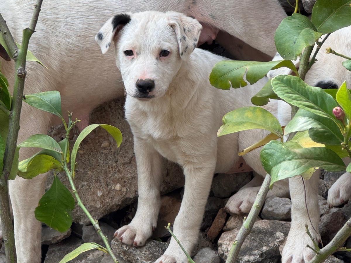 Adotta un cane, femmina, 3 mesi, Cosenza