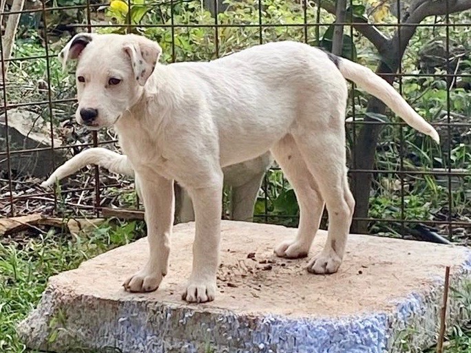 Adotta un cane, taglia media, femmina, Cosenza