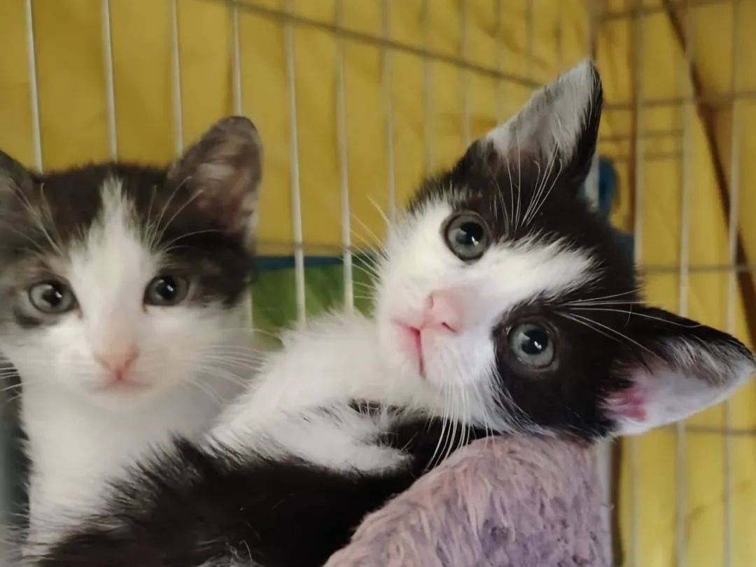 Adozione gatto, maschio, Razza sconosciuta Razza sconosciuta, 1 mesi, taglia non valida, Chieti
