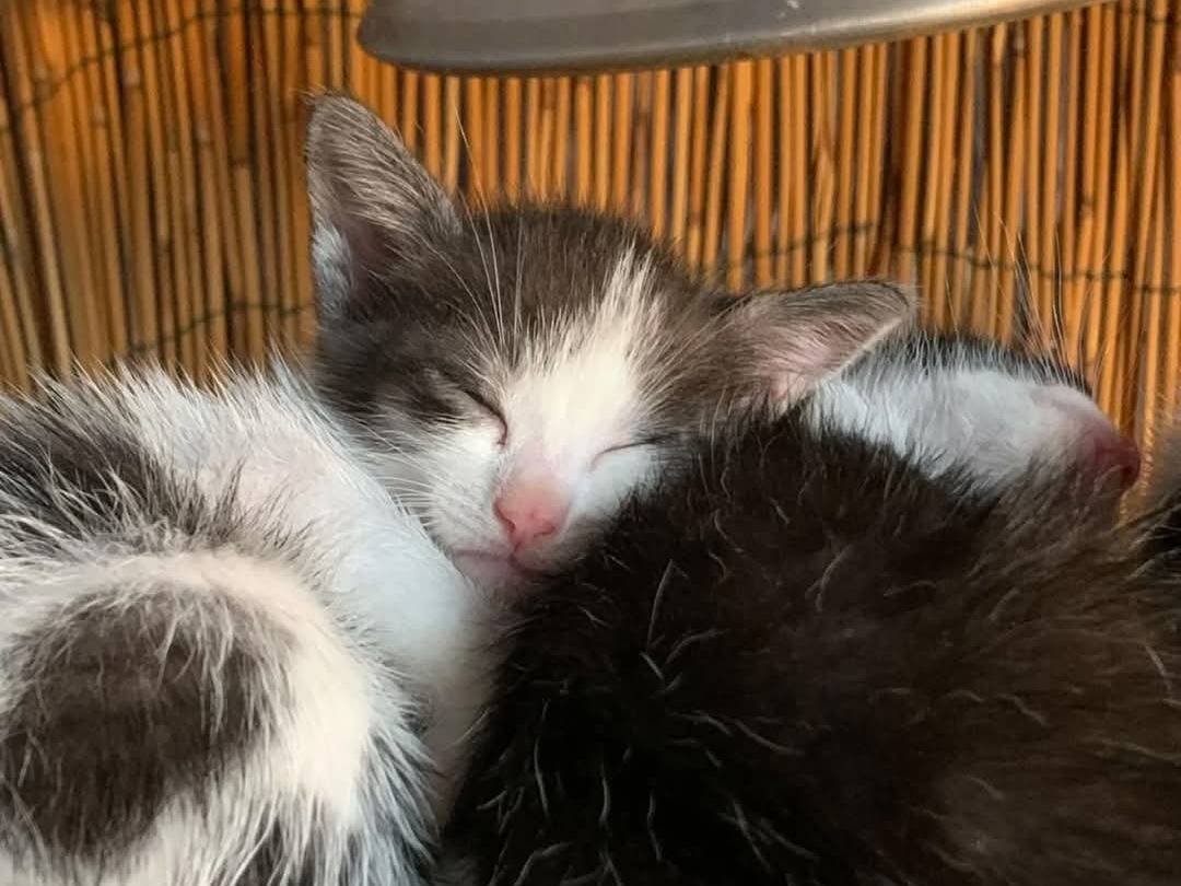 Adotta un gatto, maschio, 1 mesi, Chieti