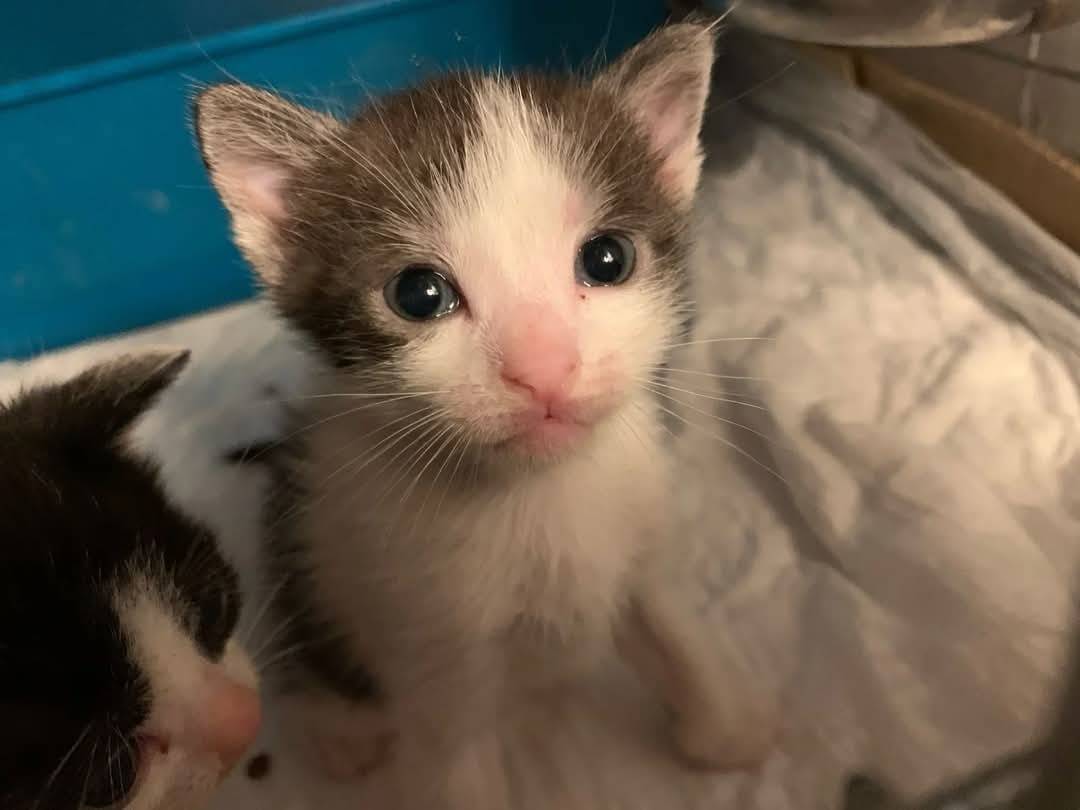 Adotta un gatto, taglia non valida, maschio, Chieti