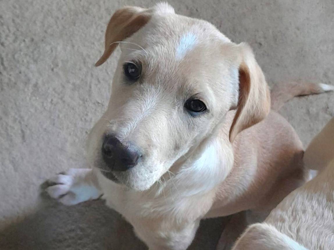 Adozione cane, femmina, Labrador Retriever Razza sconosciuta, 2 mesi, taglia media, Varese