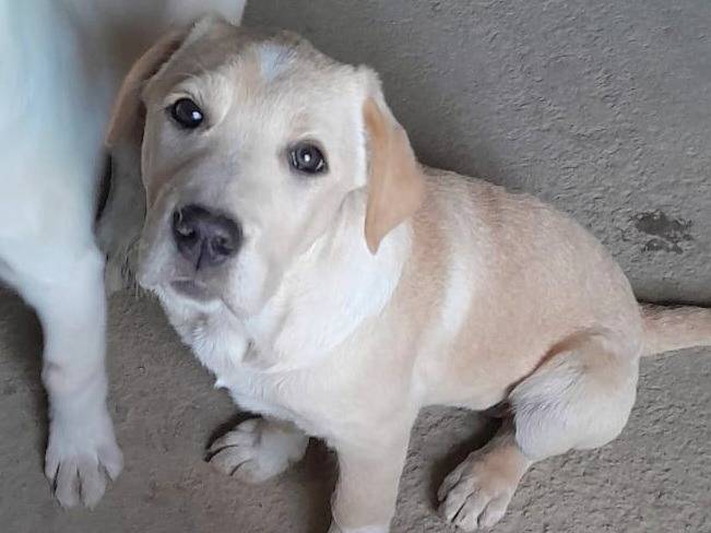 Adotta un cane, femmina, 2 mesi, Varese