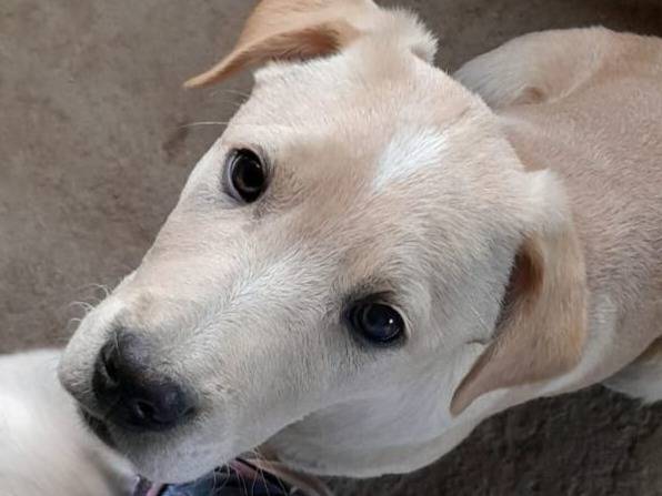 Adotta un cane, taglia media, femmina, Varese