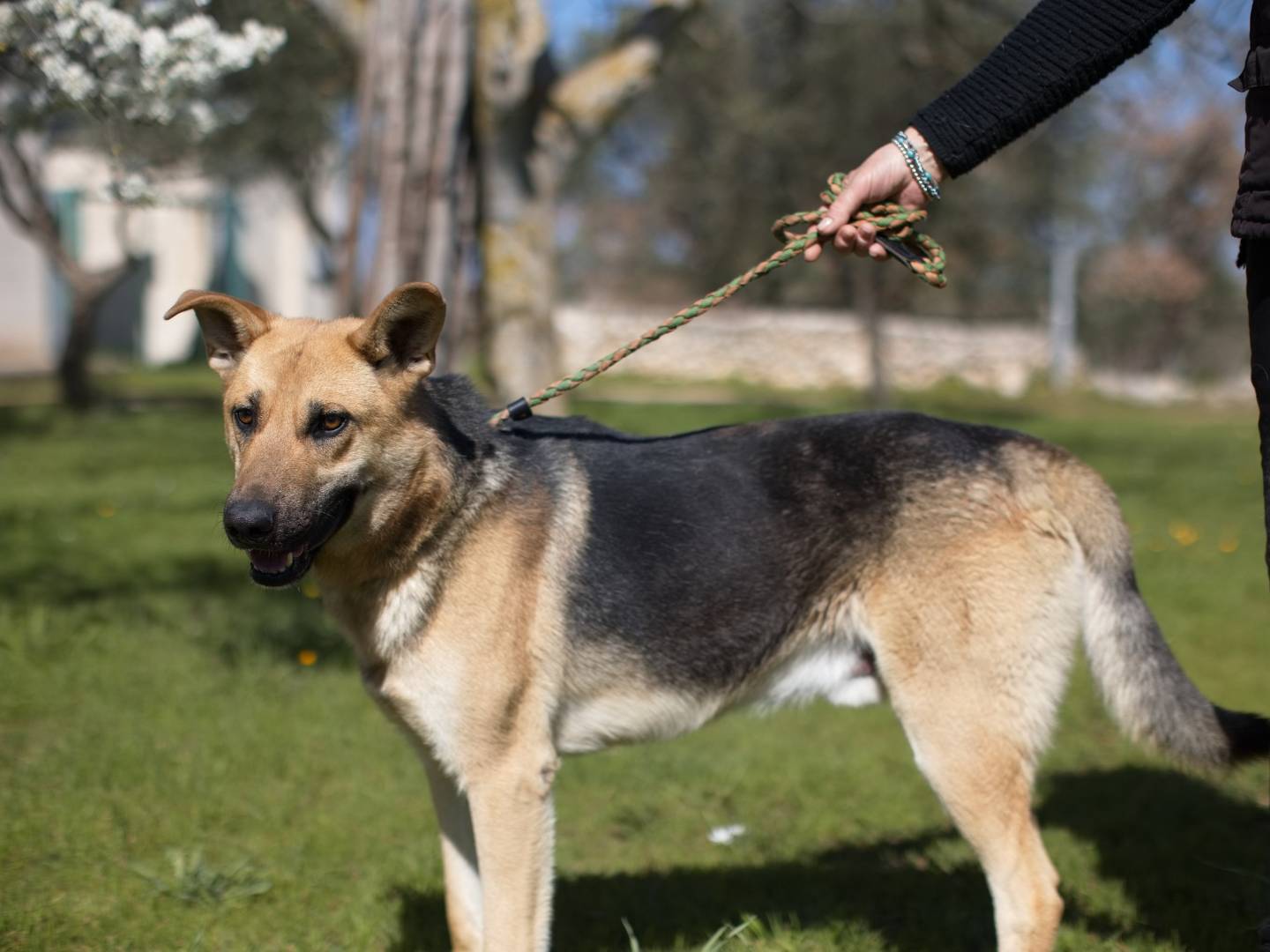 Foto dell'animale