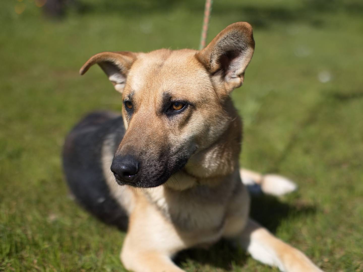 Adotta un cane, maschio, 11 mesi, Bari