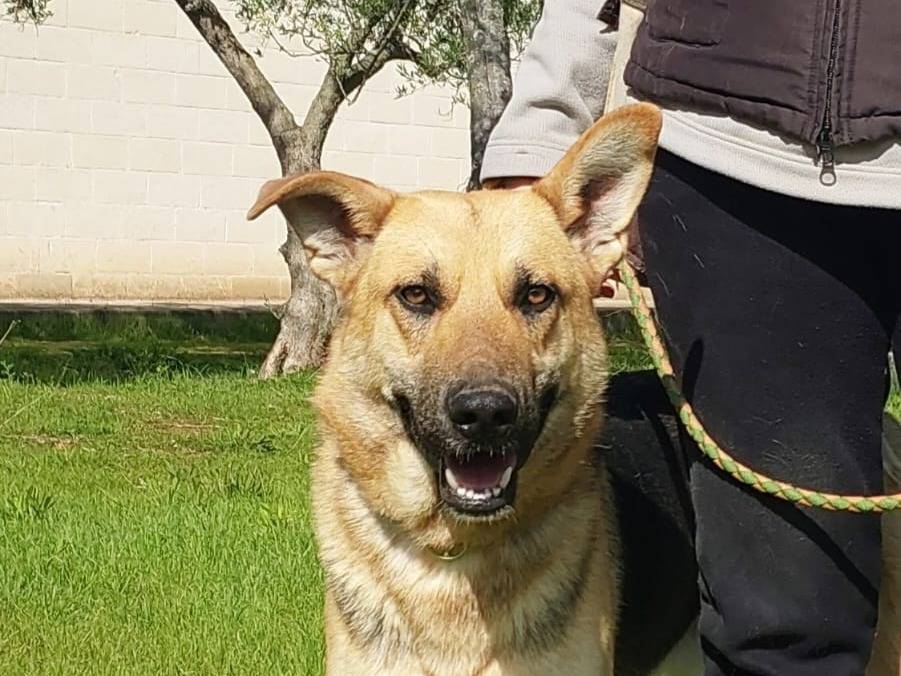 Adotta un cane, taglia grande, maschio, Bari