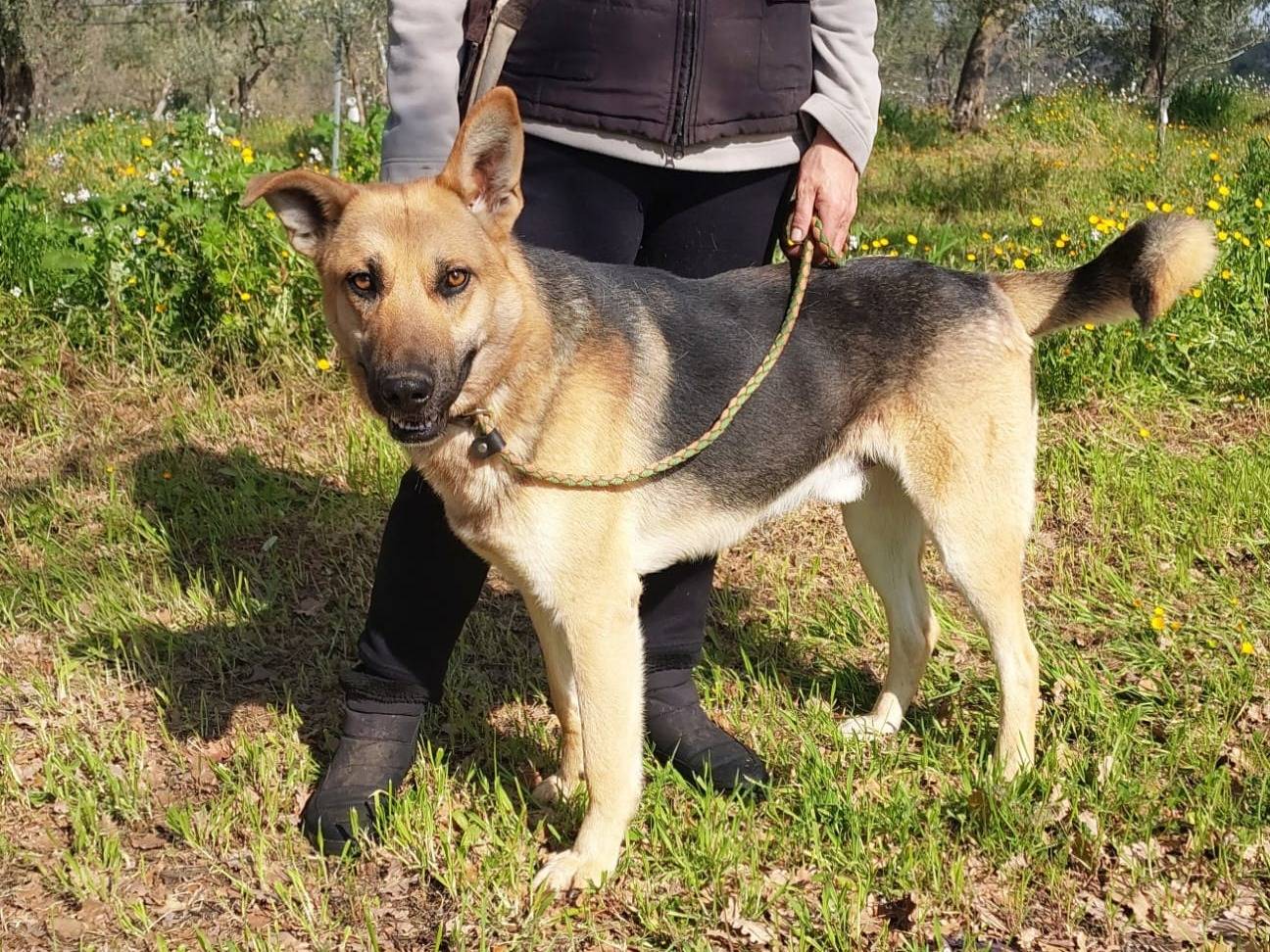 Vuoi adottare un cane a Bari?