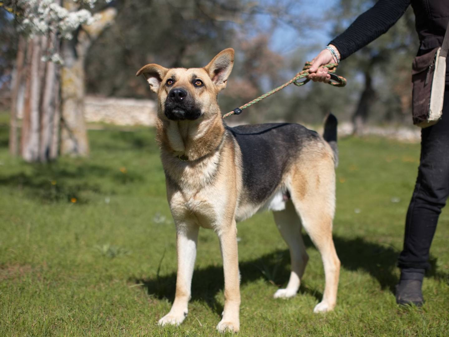 Adotta il cane ALEX a Bari