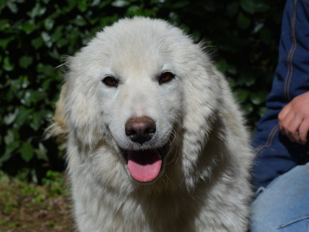 Adozione cane, femmina, Razza sconosciuta Razza sconosciuta, 1 anno, taglia grande, Roma