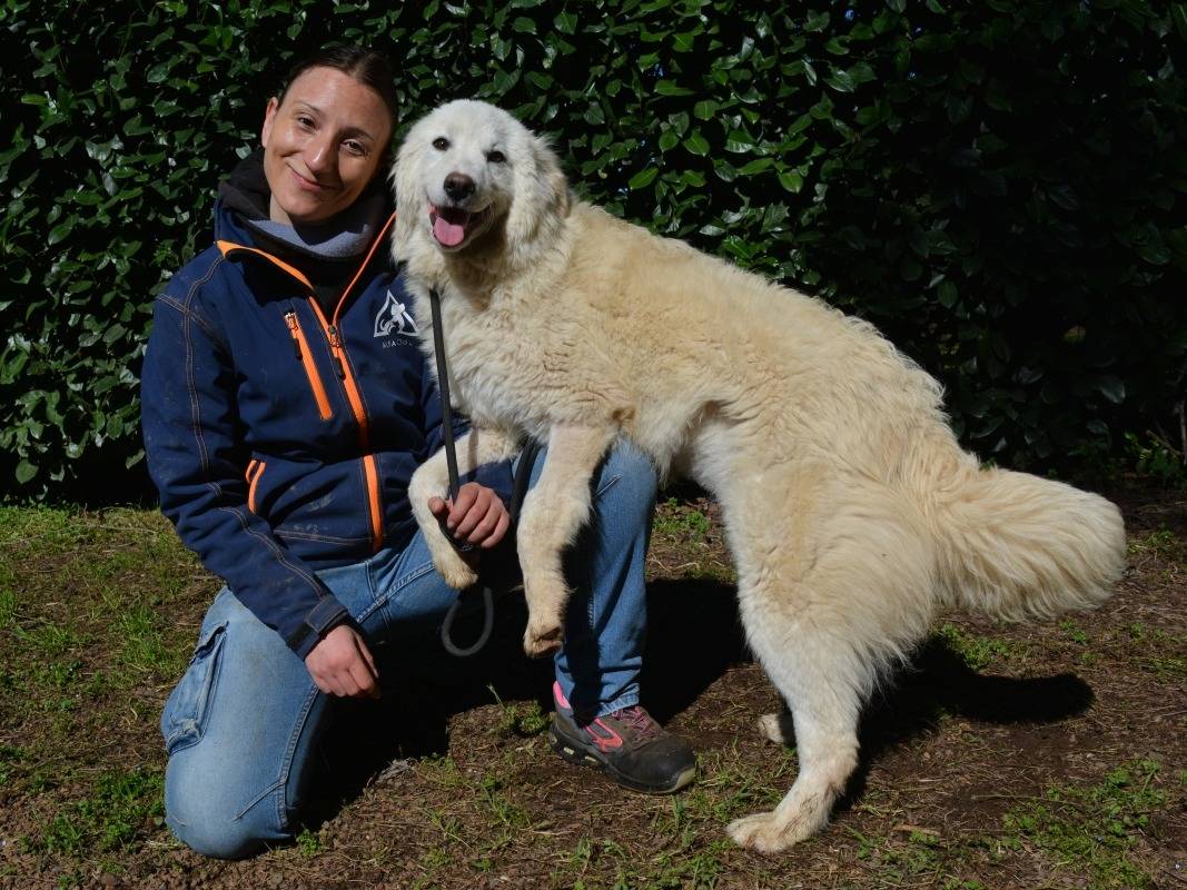 Adotta un cane, femmina, 1 anno, Roma
