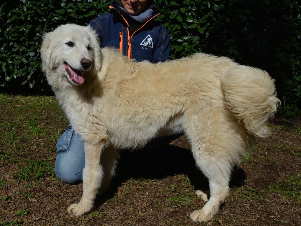 Adotta un cane, taglia grande, femmina, Roma