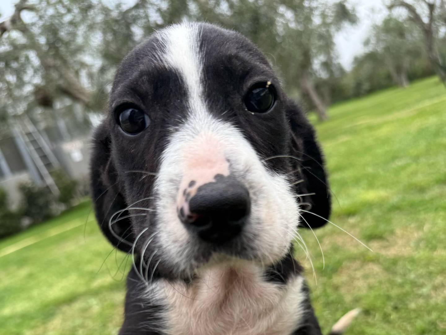 Adozione cane, maschio, Segugio Razza sconosciuta, 3 mesi, taglia media, Matera