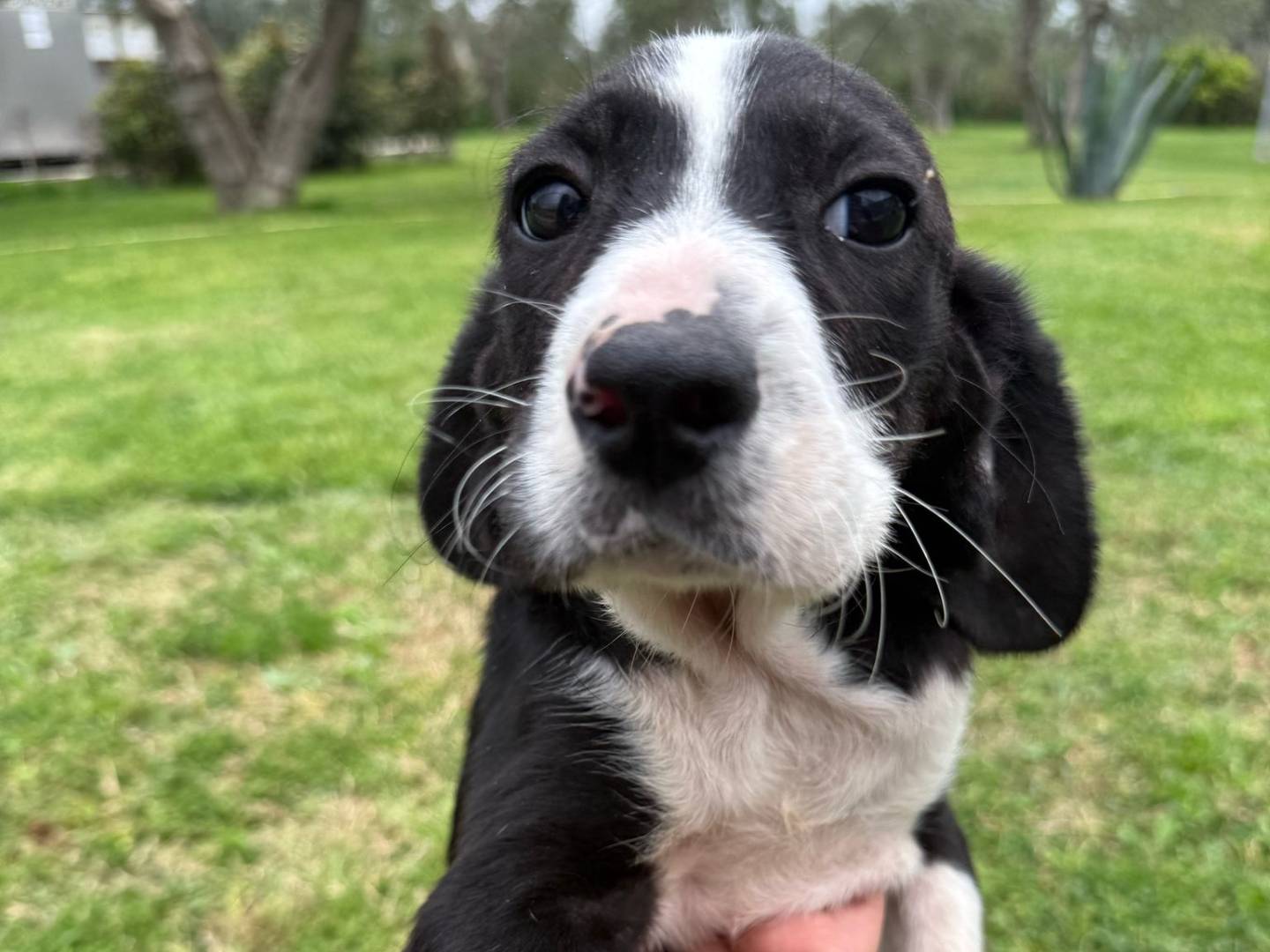 Adotta un cane, maschio, 3 mesi, Matera