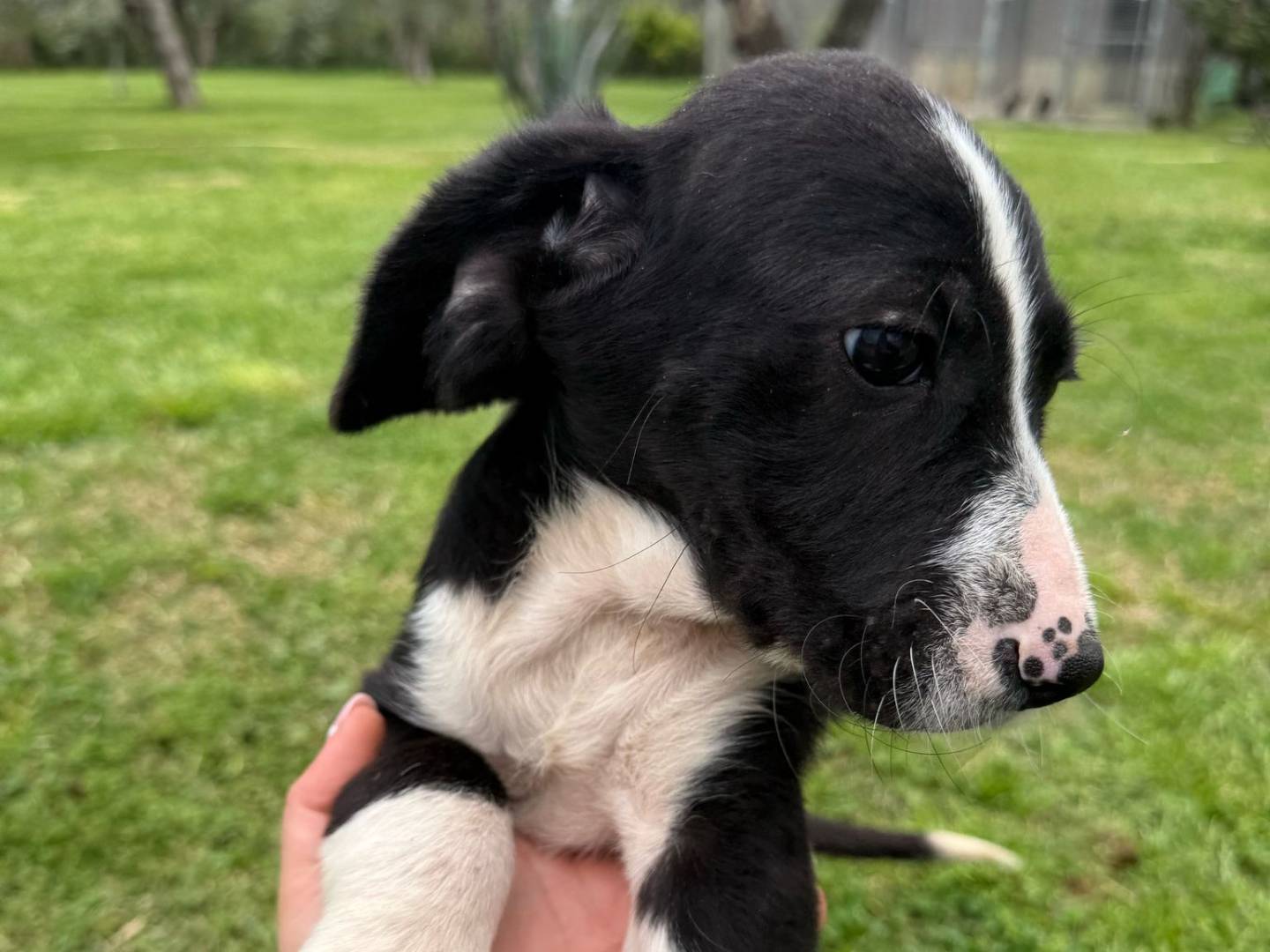 Adotta un cane, taglia media, maschio, Matera