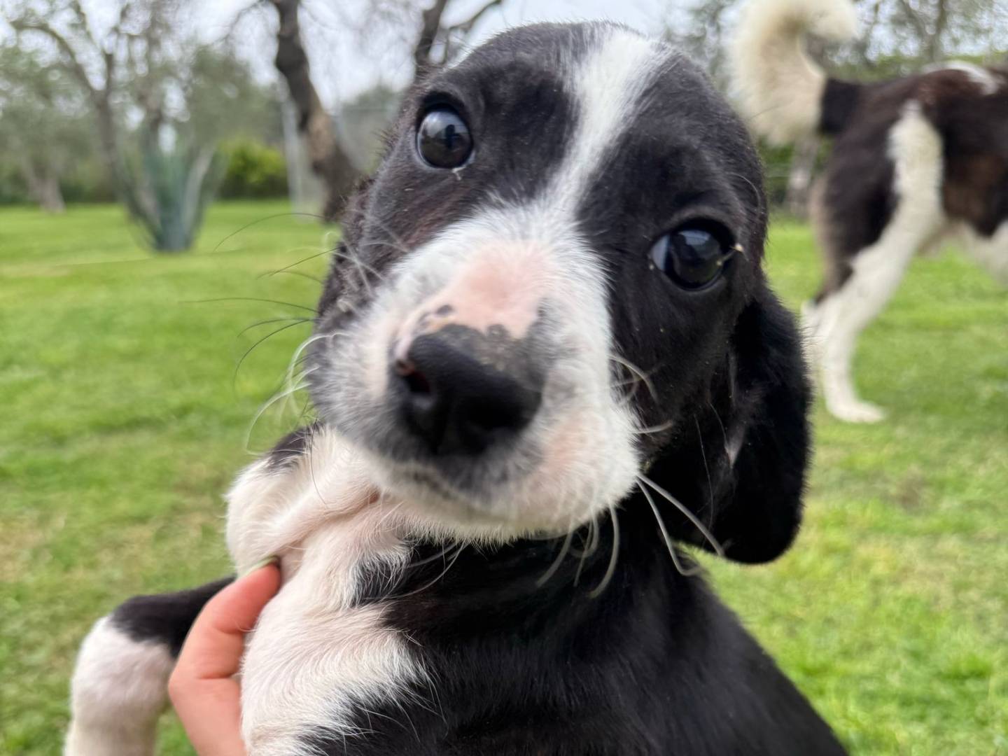 Vuoi adottare un cane a Matera?