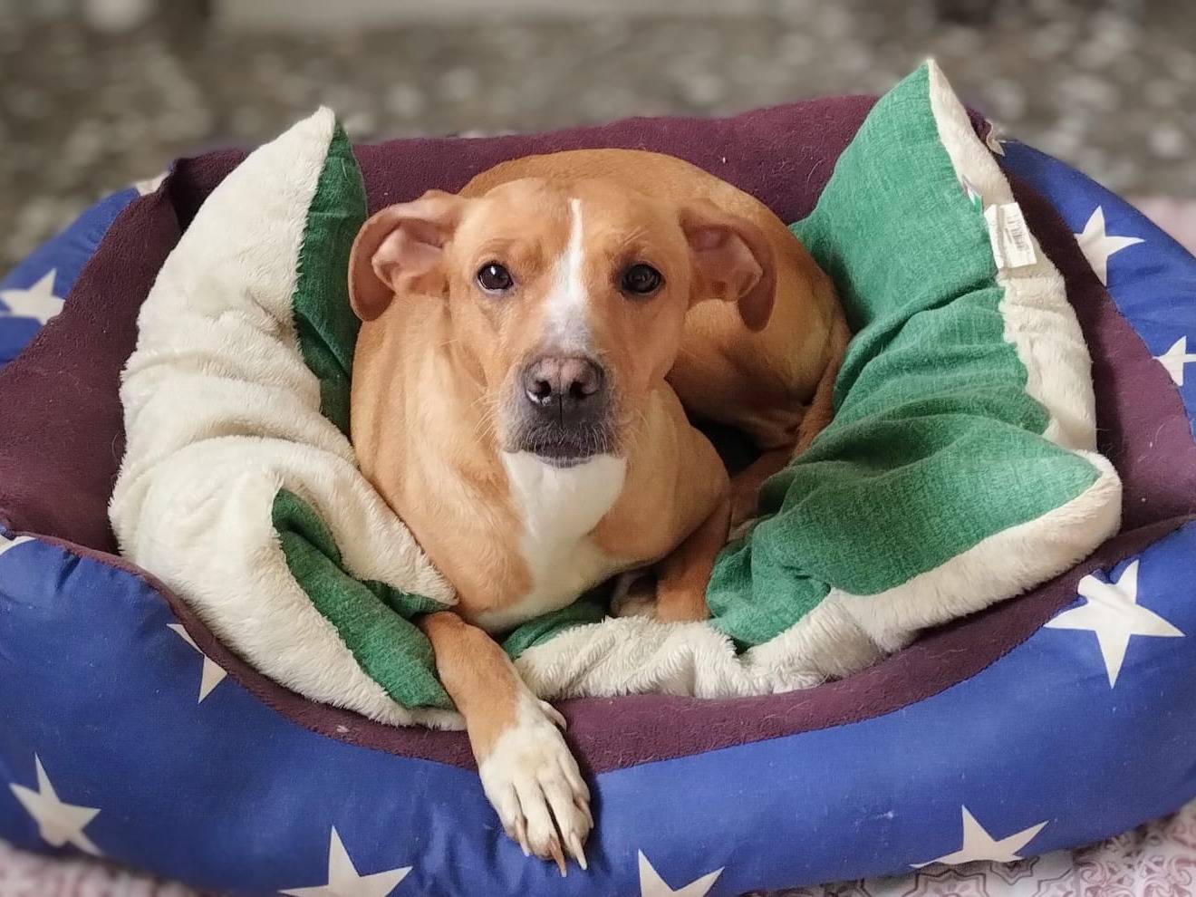 Adotta un cane, femmina, 4 anni e 11 mesi, Taranto