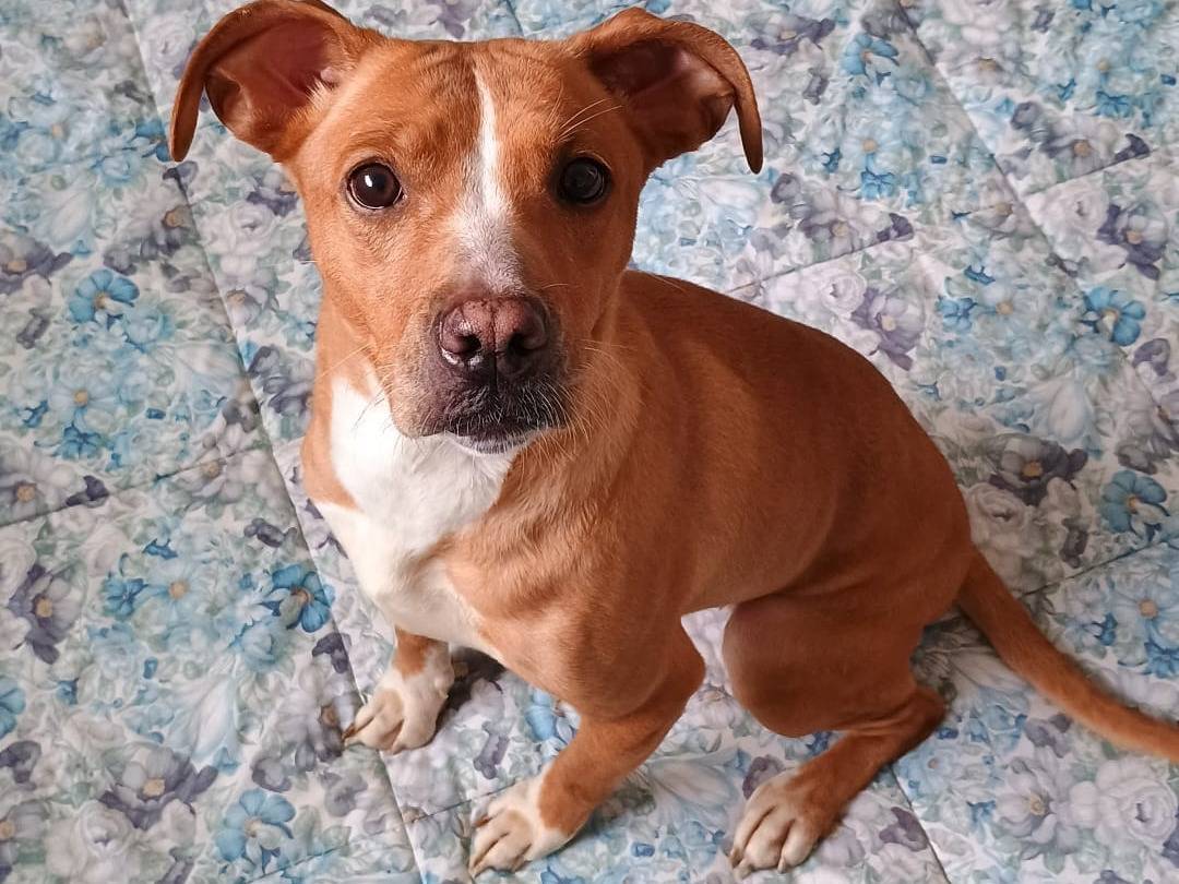 Adotta un cane, taglia media contenuta, femmina, Taranto