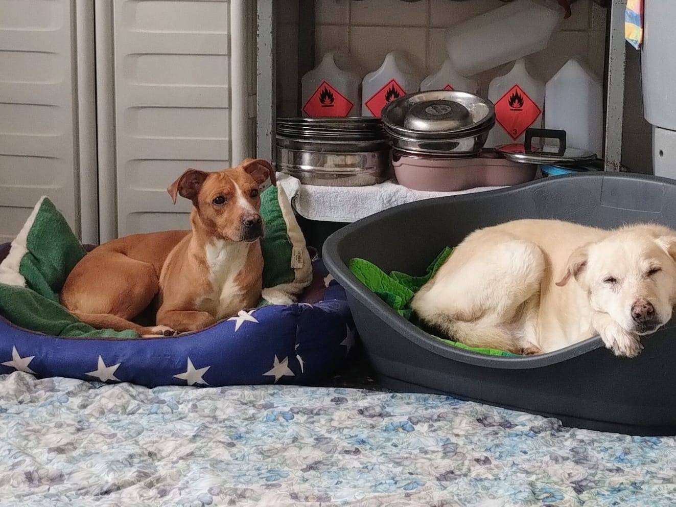 Vuoi adottare un cane a Taranto?