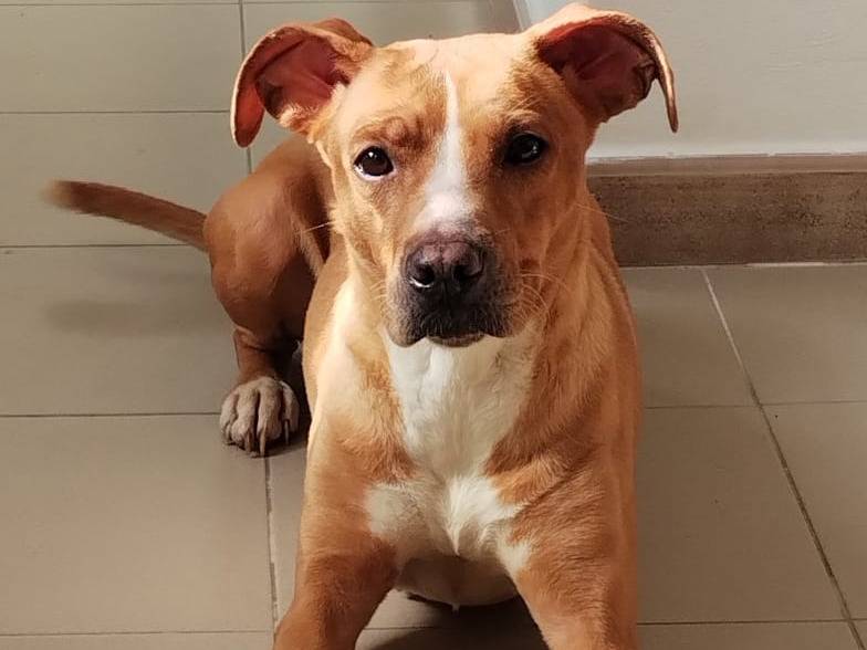 Adotta il cane Dalia a Taranto