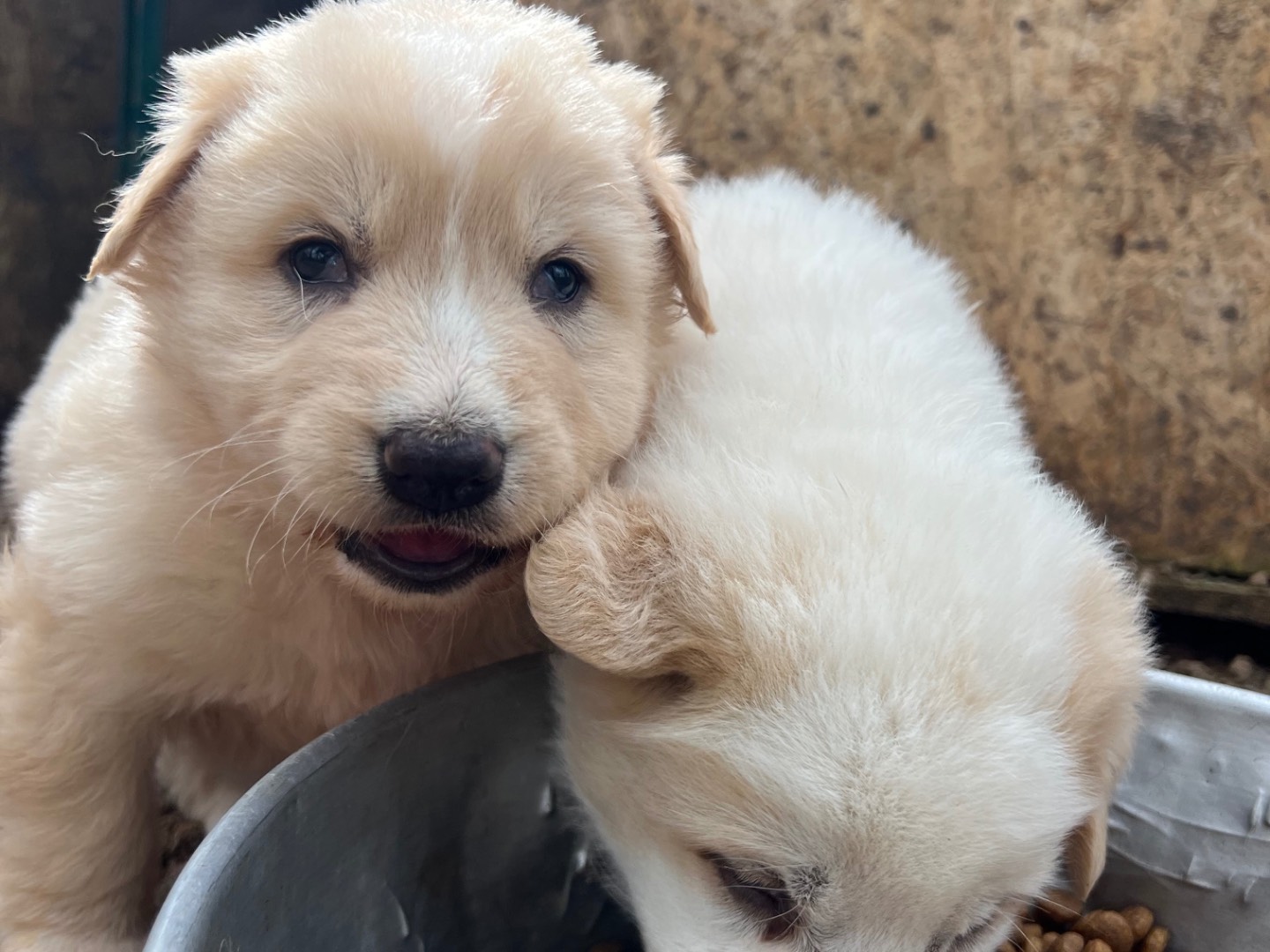 Adotta un cane, maschio, 2 mesi, Roma