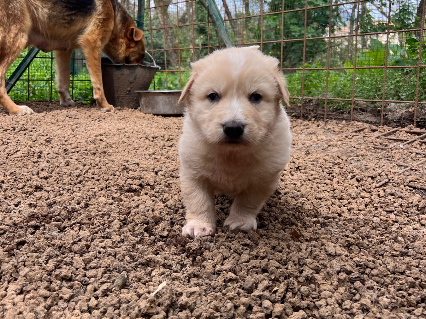 Adotta un cane, taglia grande, maschio, Roma