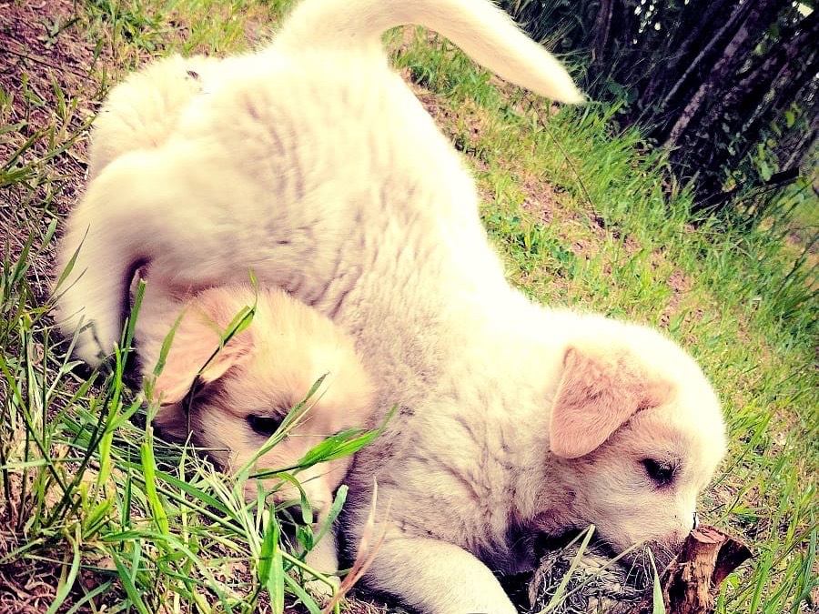 Adotta il cane Cookie a Roma