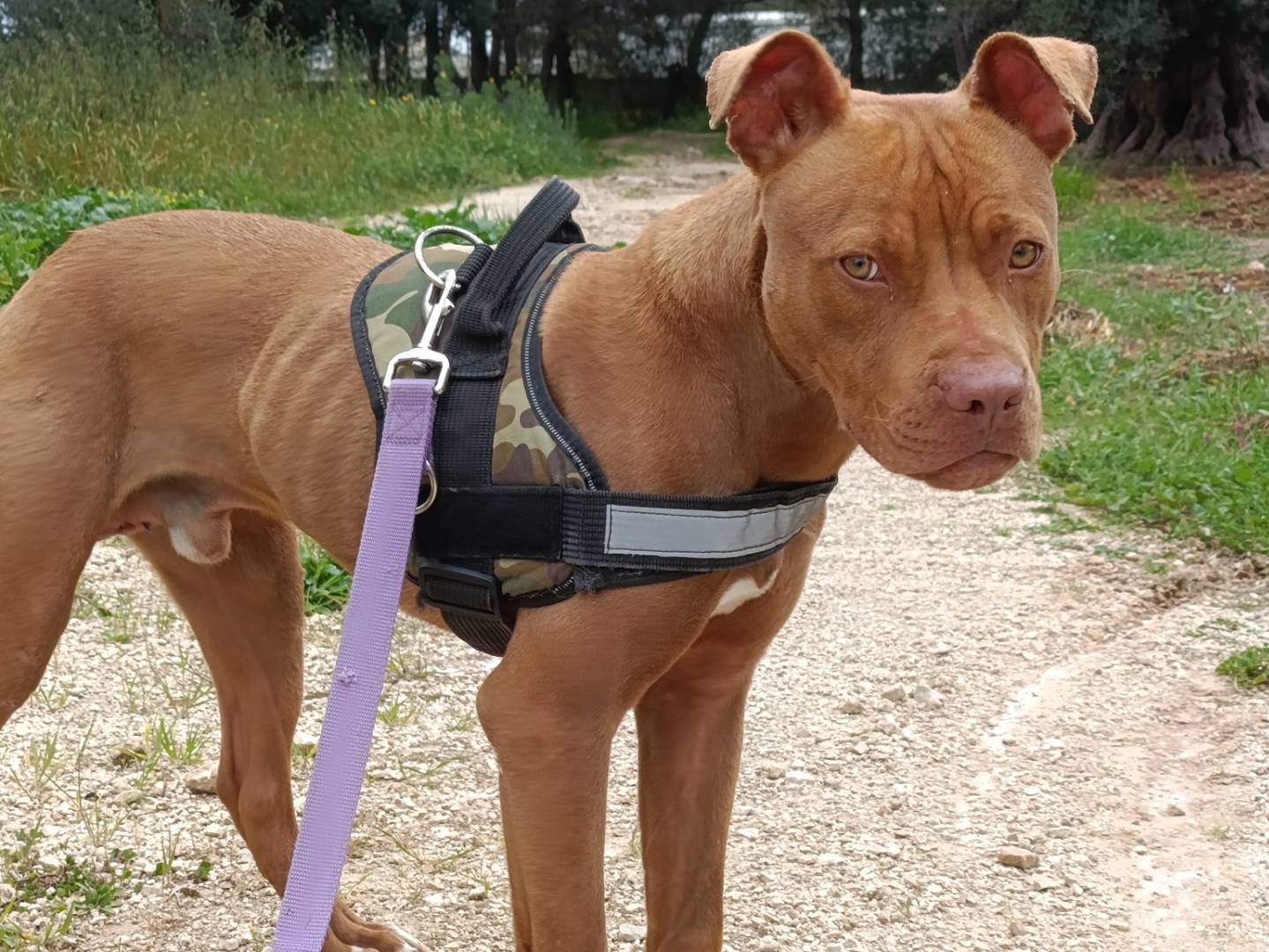 Adotta un cane, maschio, 8 mesi, Taranto
