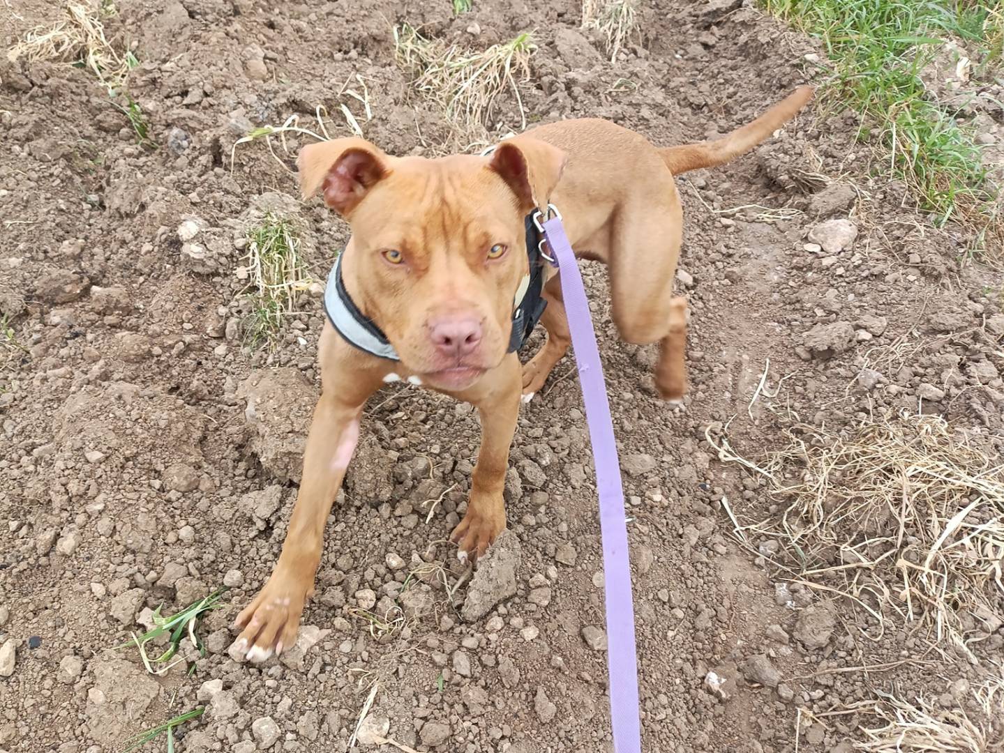 Adotta un cane, taglia media, maschio, Taranto