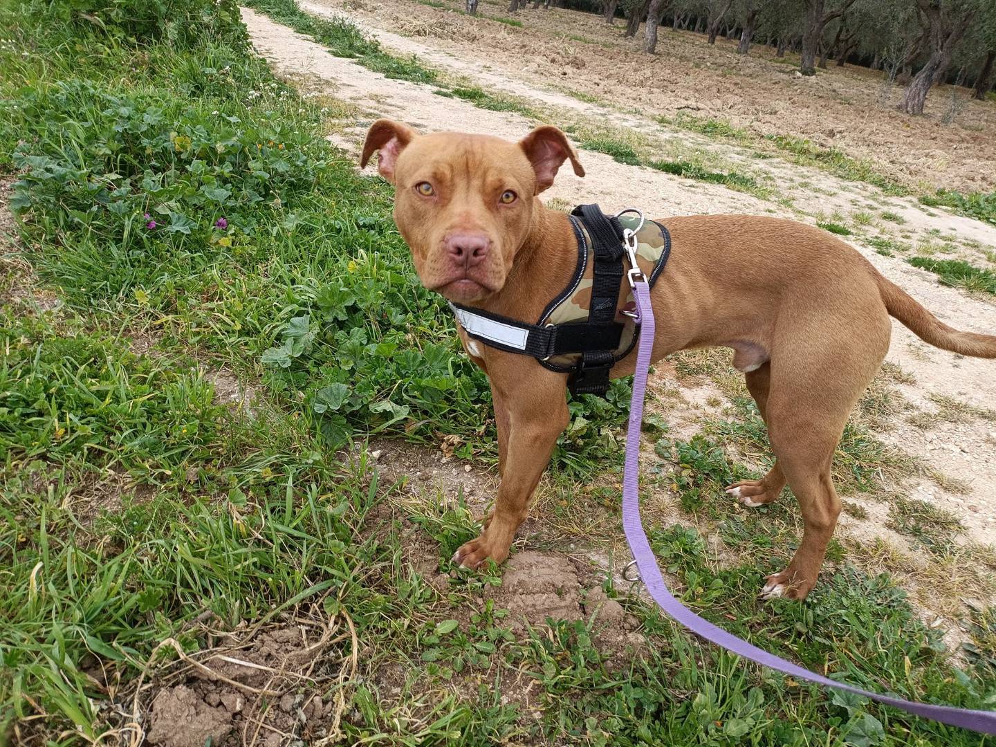 Vuoi adottare un cane a Taranto?