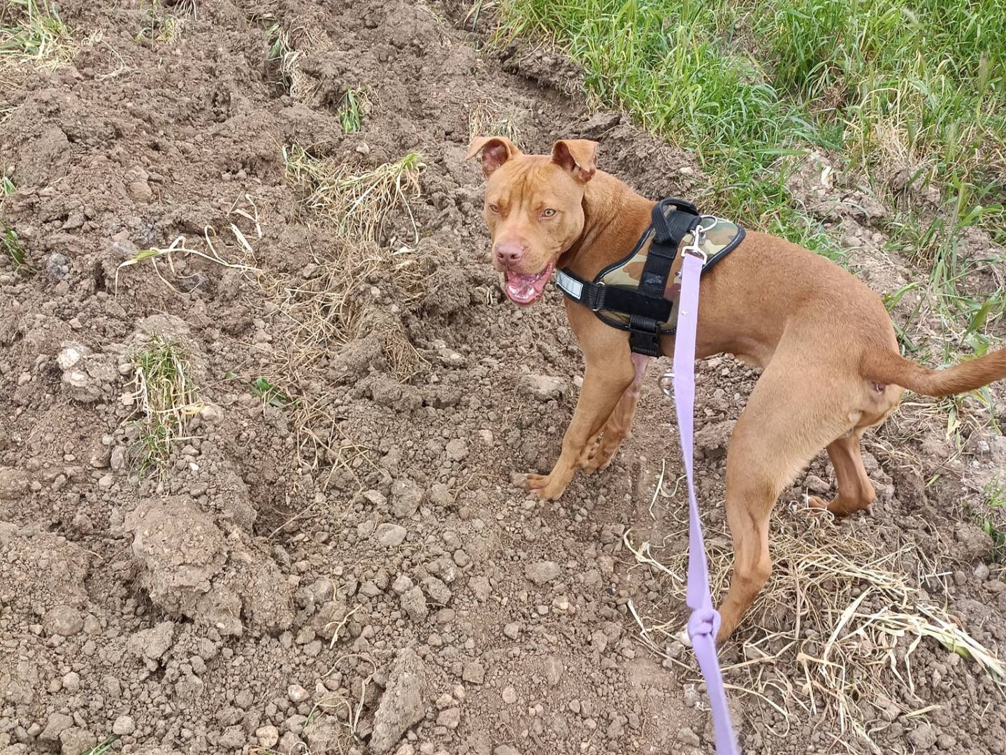 Adotta il cane Red a Taranto