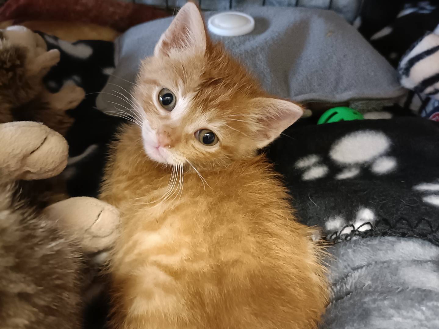 Adozione gatto, maschio, Razza sconosciuta Razza sconosciuta, 1 mesi, taglia non valida, Asti