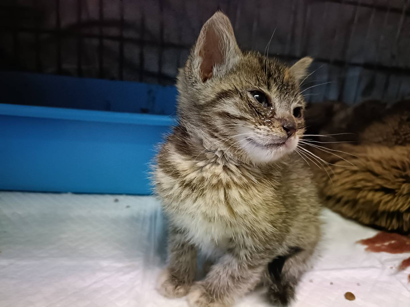 Adozione gatto, femmina, Razza sconosciuta Razza sconosciuta, 1 mesi, taglia non valida, Asti