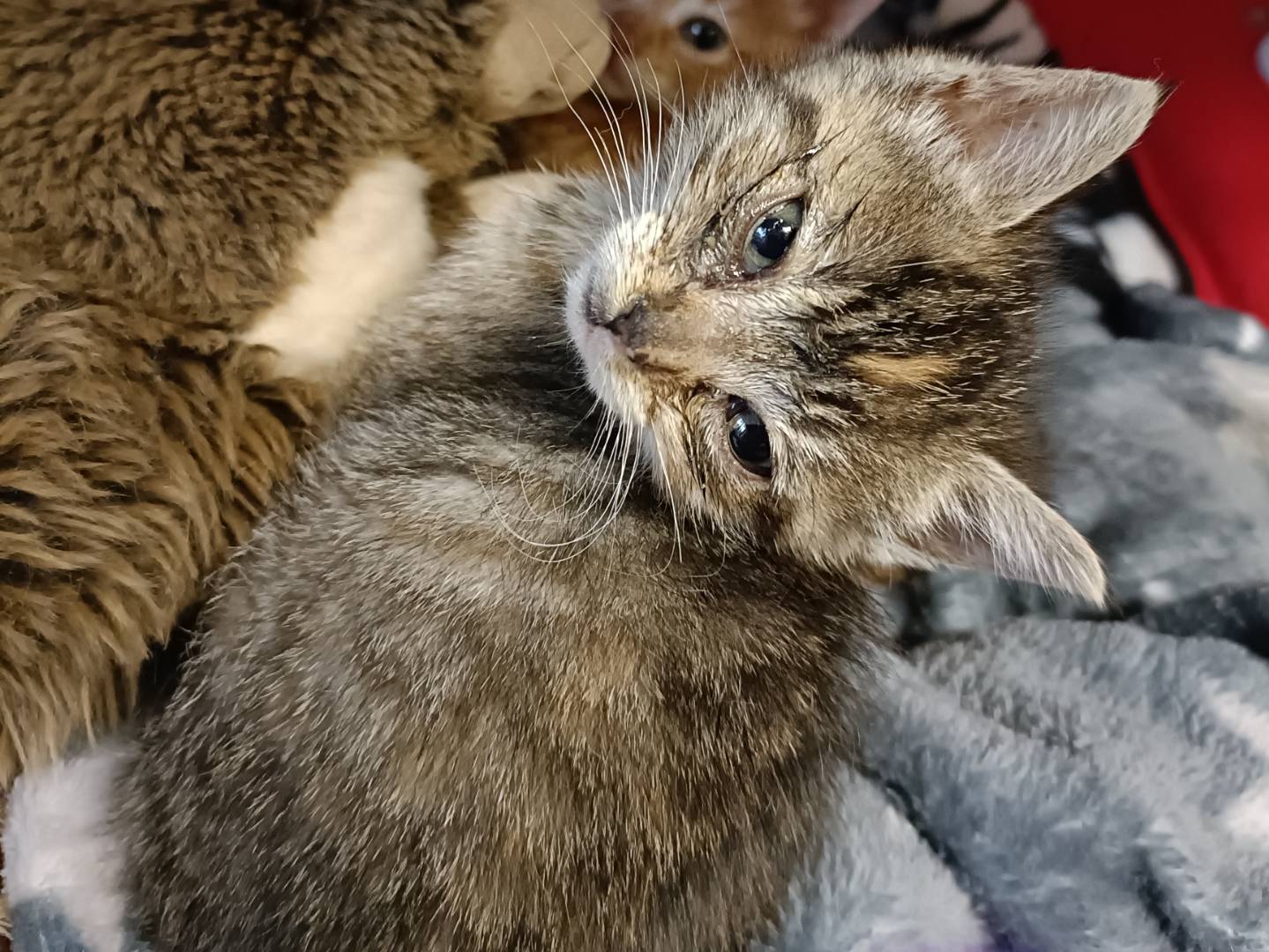 Adotta un gatto, femmina, 1 mesi, Asti