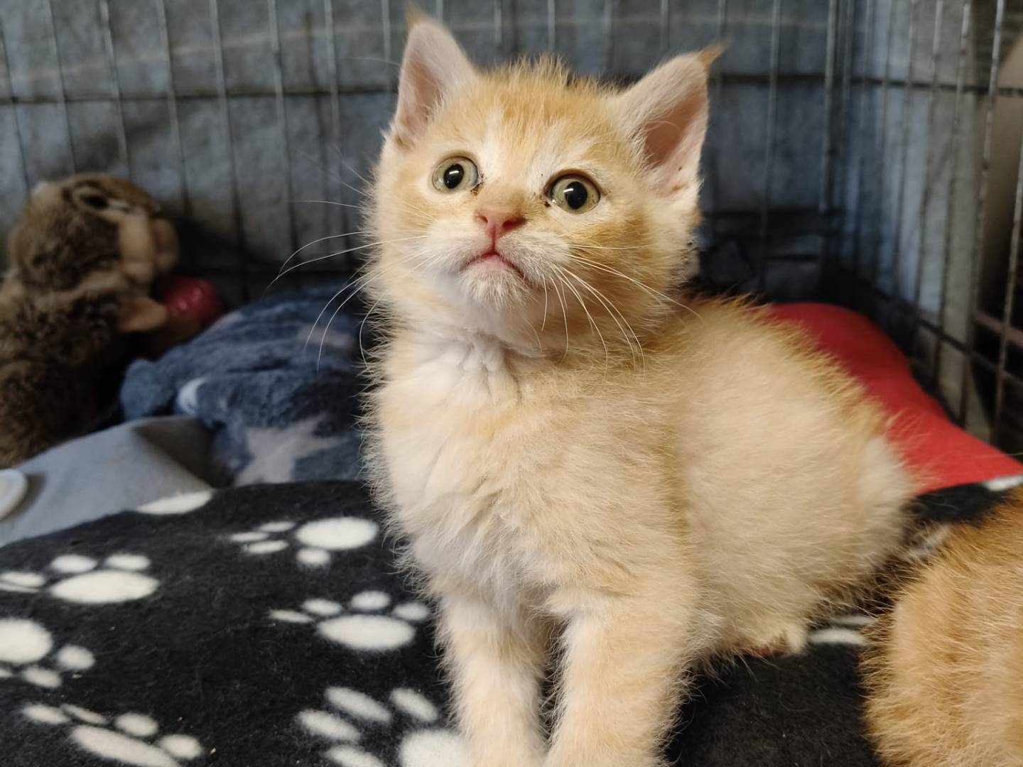 Adozione gatto, maschio, Razza sconosciuta Razza sconosciuta, 0 mesi, taglia non valida, Asti