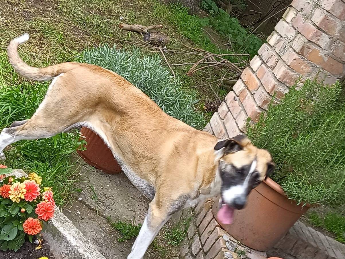 Adotta un cane, taglia grande, femmina, Verona
